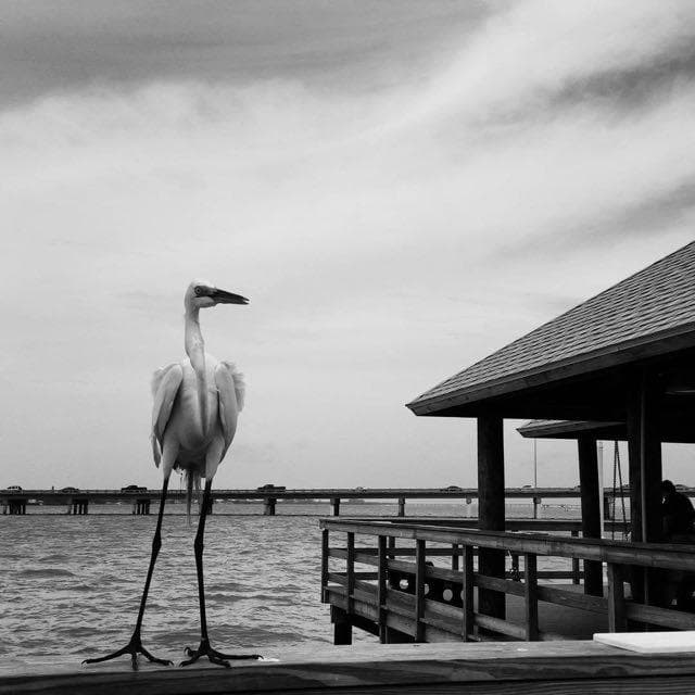 Egret Boi