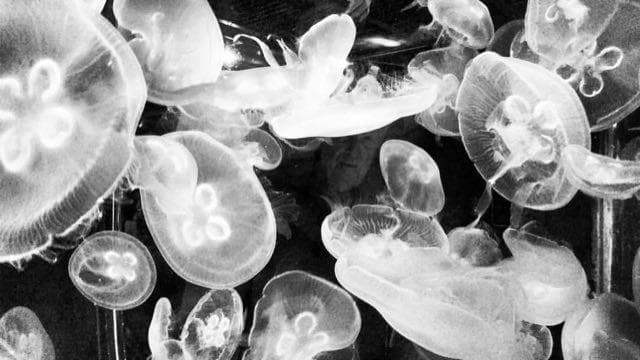 Jellyfish