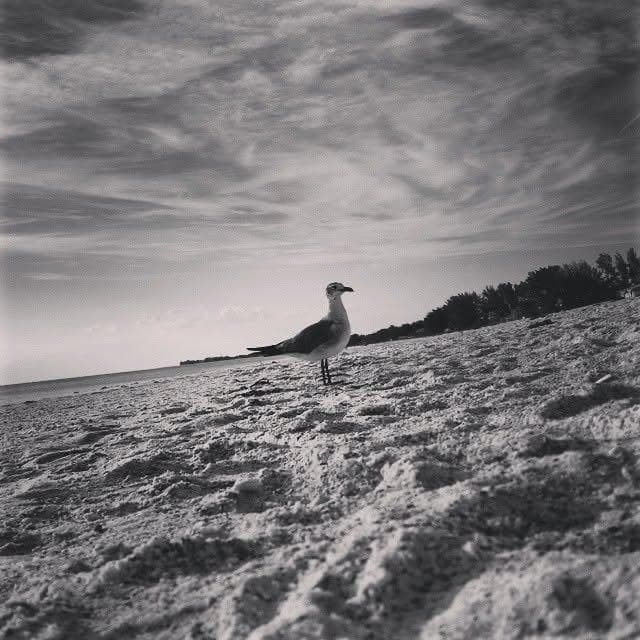 Gull
